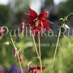 Аквилегия обыкновенная Ruby Port (Aquilegia vulgaris var. stellata plena Ruby Port)